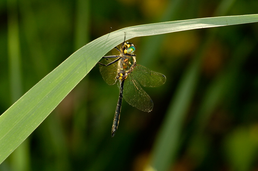 Somatochlora meridionalis  maschio